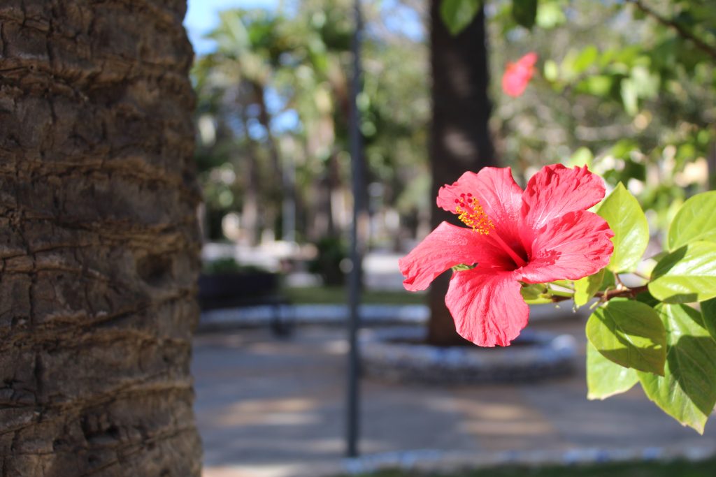 Red flower brightly lit in front of walkways in Melilla's Parque Hernandez