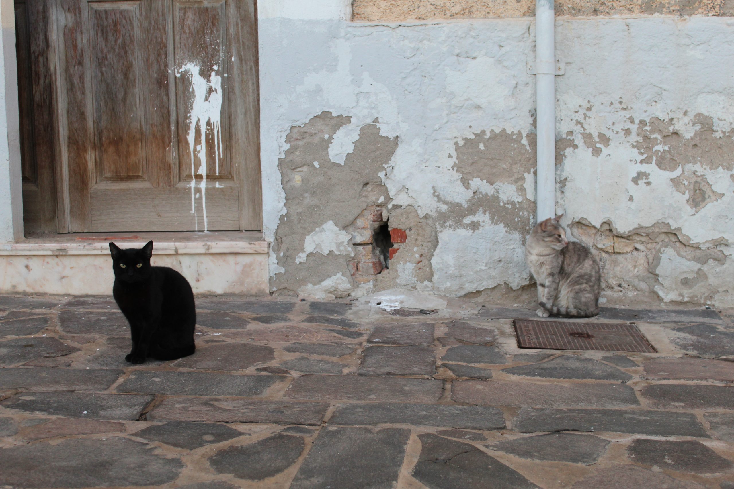 Black cat and grey cat sitting placidly in a cobbled Spanish street
