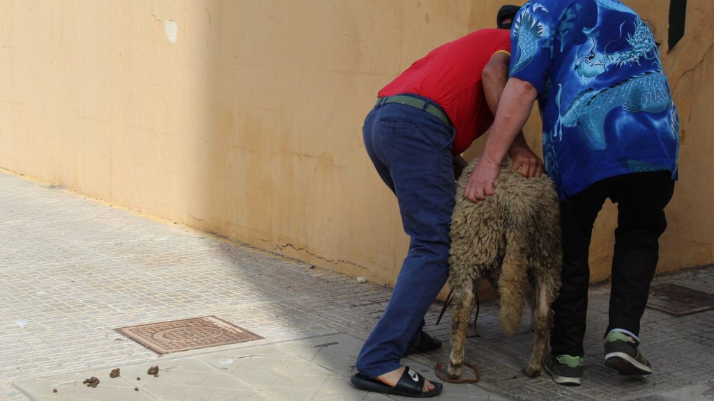 Traumatised sheep being aggressively pulled and pushed by two North African men in colourful t-shirts on way to Eid al-Adha